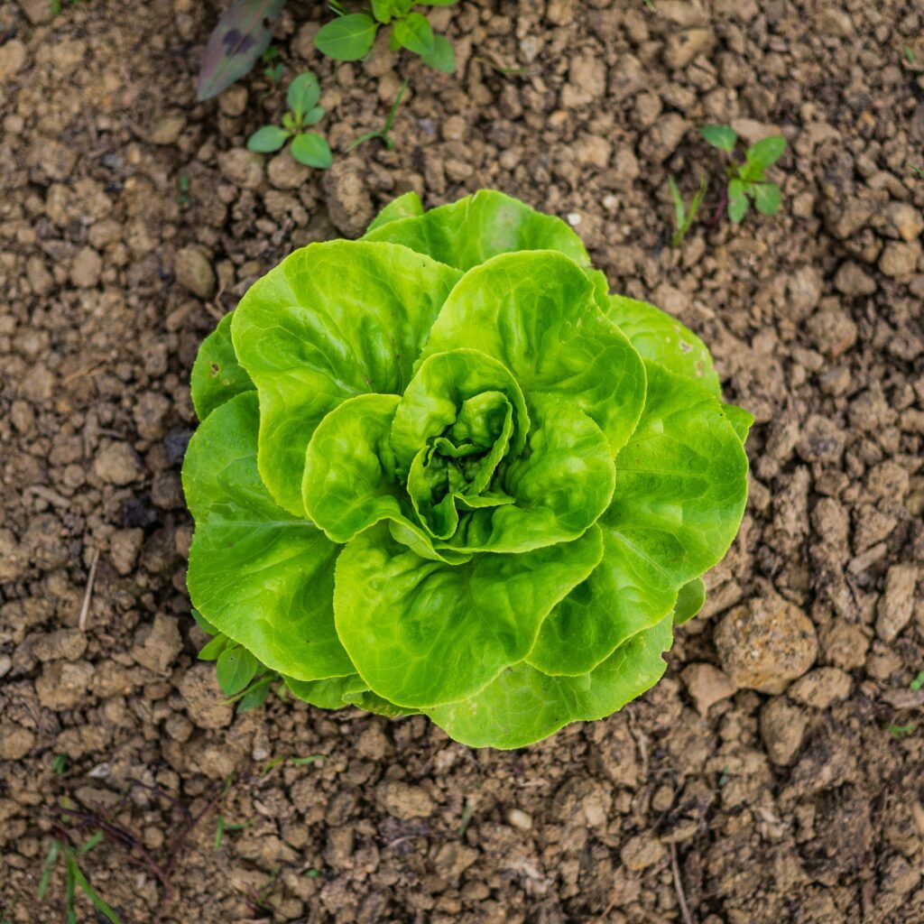 Hortaliças para plantar em junho