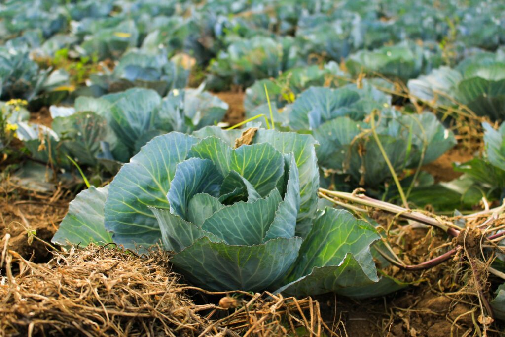 Hortaliças para plantar em junho