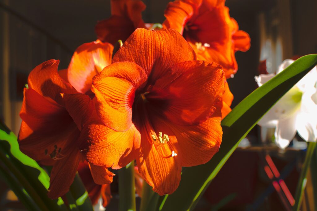 Descubra 7 flores fáceis de cuidar