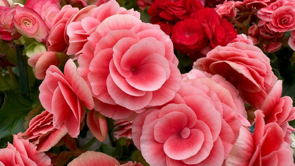 Descubra 7 flores fáceis de cuidar