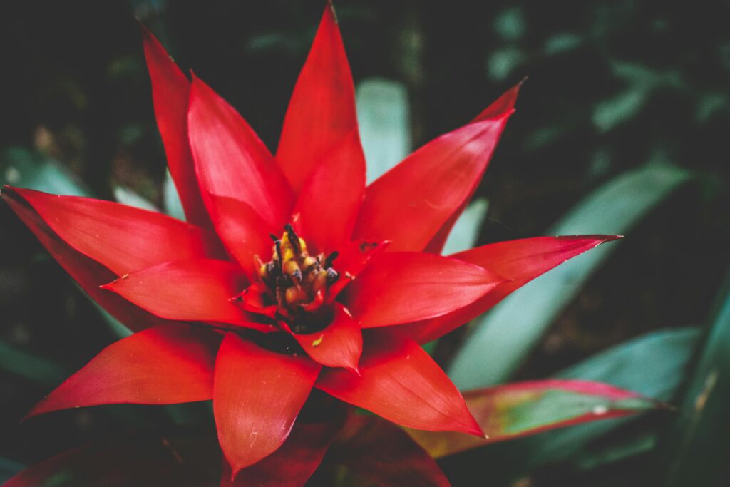 Descubra 7 flores fáceis de cuidar