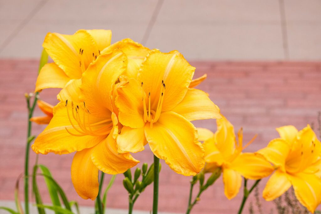 Descubra 7 flores fáceis de cuidar