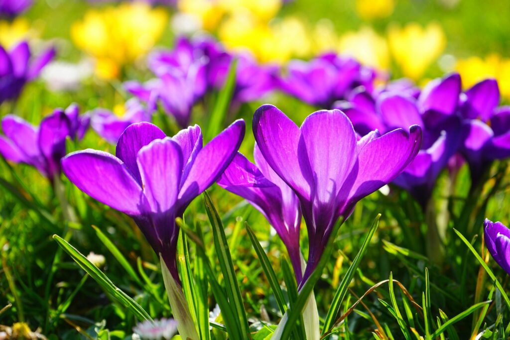 Descubra 7 flores fáceis de cuidar