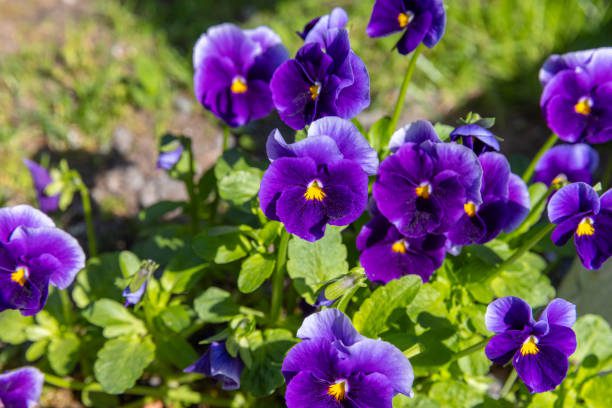 flores que florescem no inverno