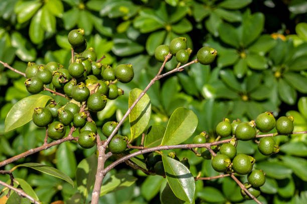 plantas nativas da Mata Atlântica para jardim