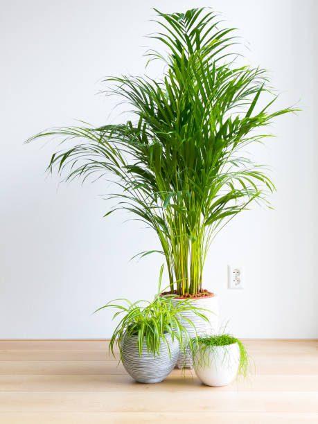 Plantas que reduzem o calor