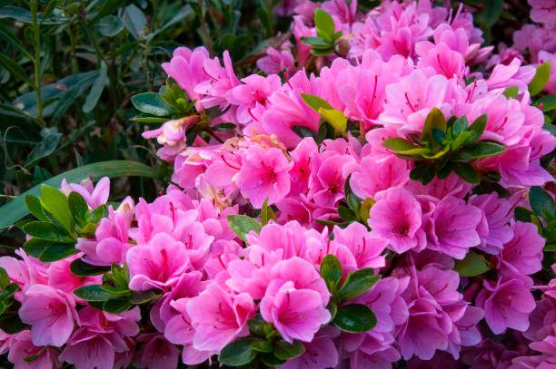 plantas tóxicas para pets jardim