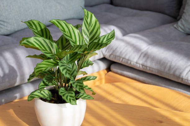 plantas tóxicas para pets jardim