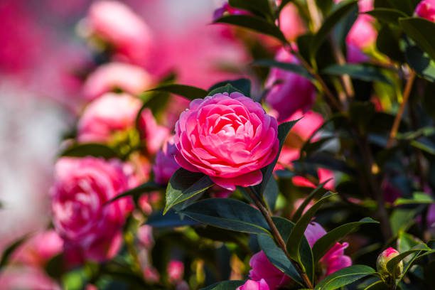 flores que florescem no inverno
