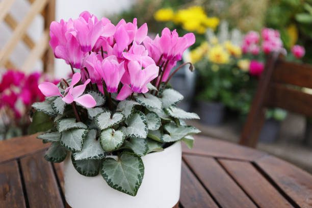 flores que florescem no inverno