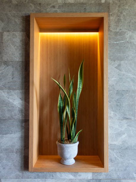 o que suas plantas dizem sobre você