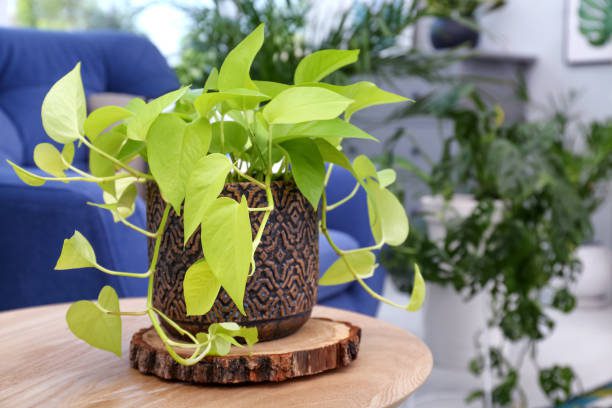 Plantas que reduzem o calor