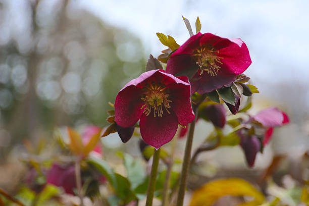 flores que florescem no inverno