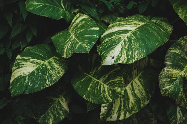 Plantas que reduzem o calor