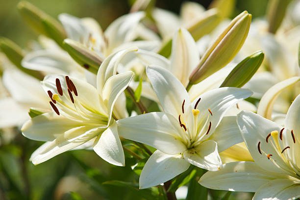 plantas tóxicas para pets jardim