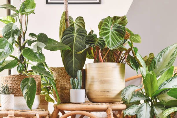 folhagens tropicais urban jungle