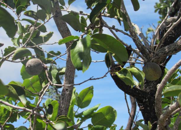 plantas nativas da Mata Atlântica para jardim