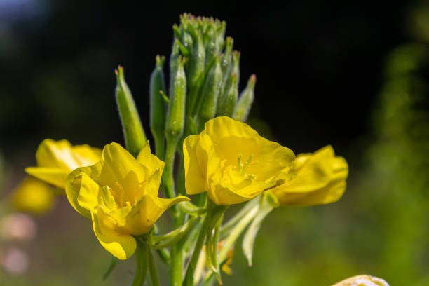 flores que florescem no inverno