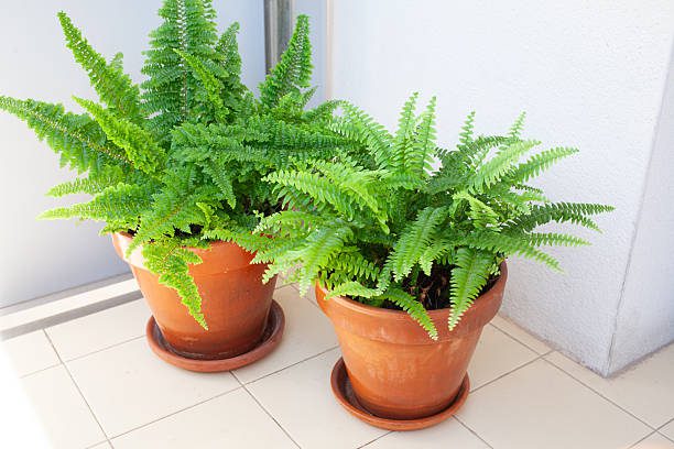 Plantas que reduzem o calor