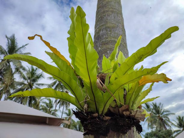 plantas nativas da Mata Atlântica para jardim