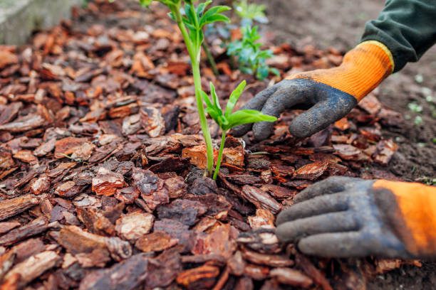 Preparar o jardim para o inverno