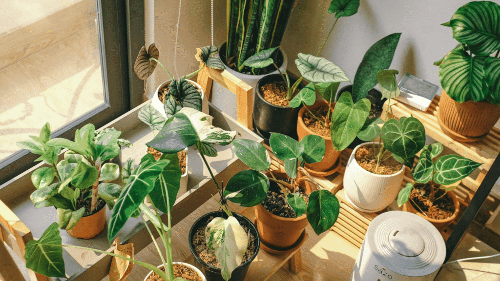 Feng Shui para harmonizar sua casa
