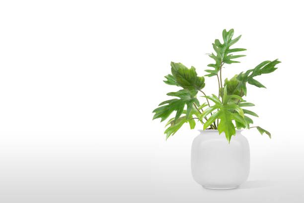 o que suas plantas dizem sobre você