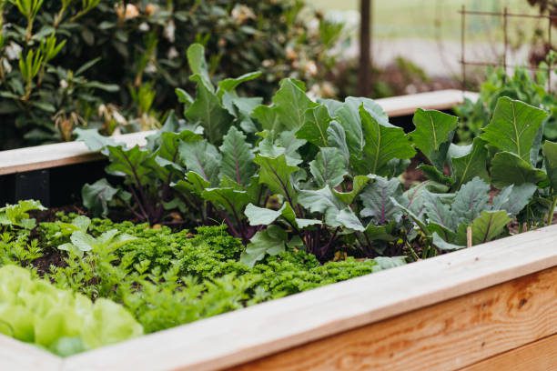 o que suas plantas dizem sobre você
