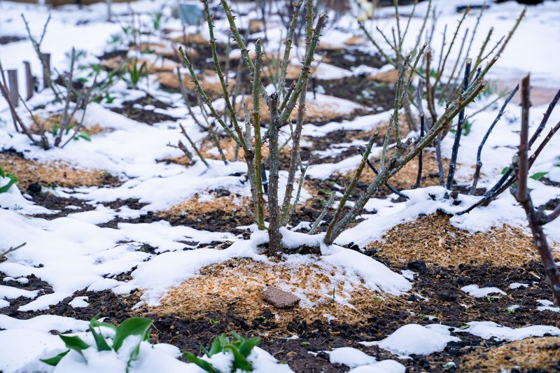 Preparar o jardim para o inverno