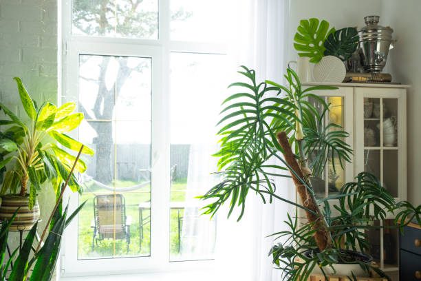folhagens tropicais urban jungle