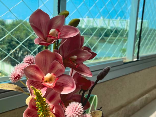 o que suas plantas dizem sobre você