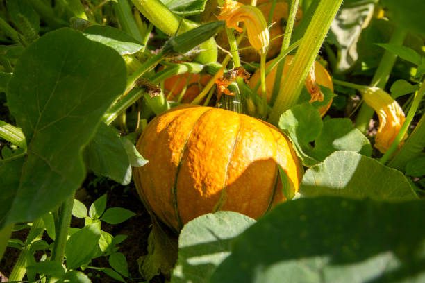 horta em clima quente