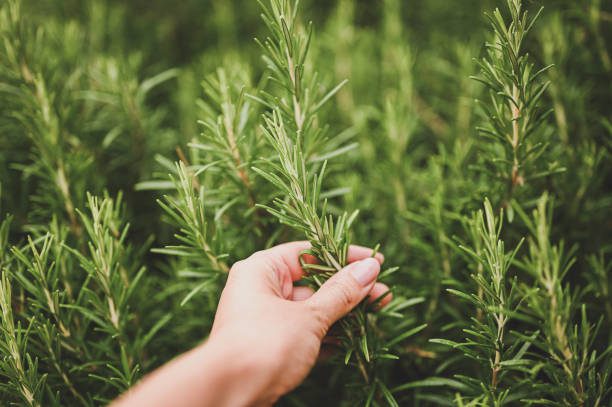 plantas para clima mediterrânico