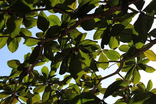 árvores para sombra no verão brasileiro