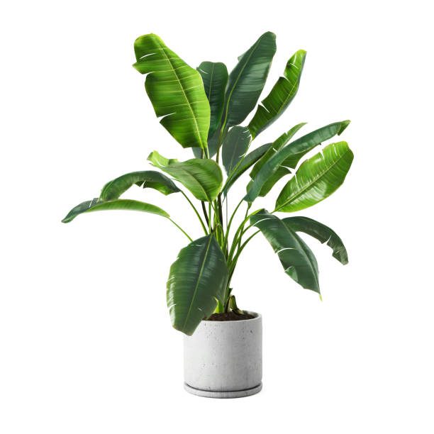 jardins tropicais