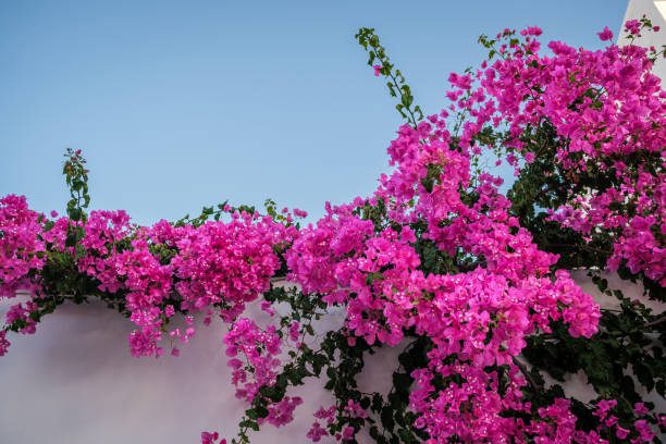 flores para o verão