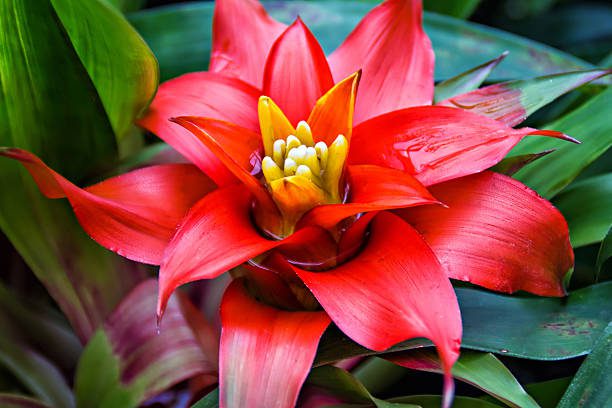 jardins tropicais