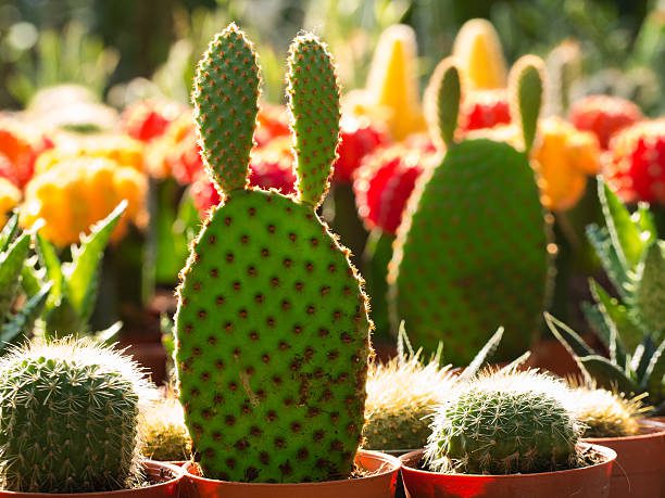 plantas para clima mediterrânico