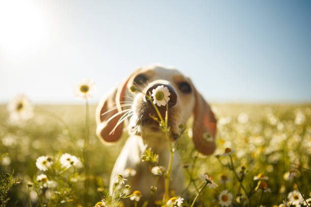 como evitar que seu cachorro destrua o jardim
