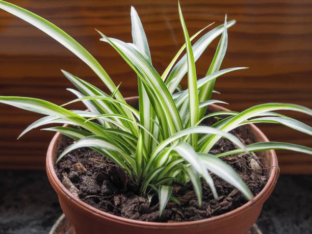 plantas que purificam o ar