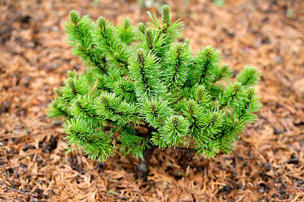 tendências de decoração de jardim para o inverno