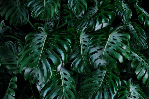 jardins tropicais