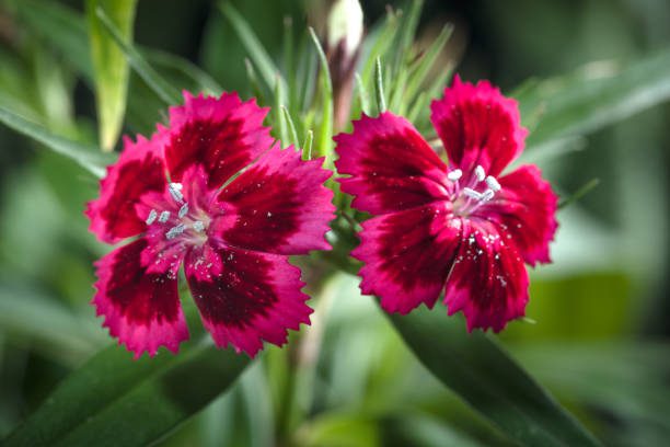 flores para o verão