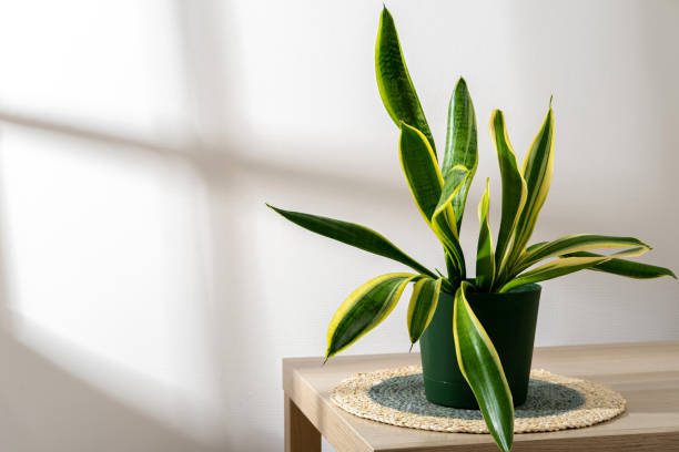 plantas que purificam o ar