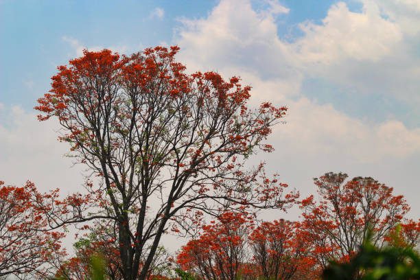 árvores para sombra no verão brasileiro