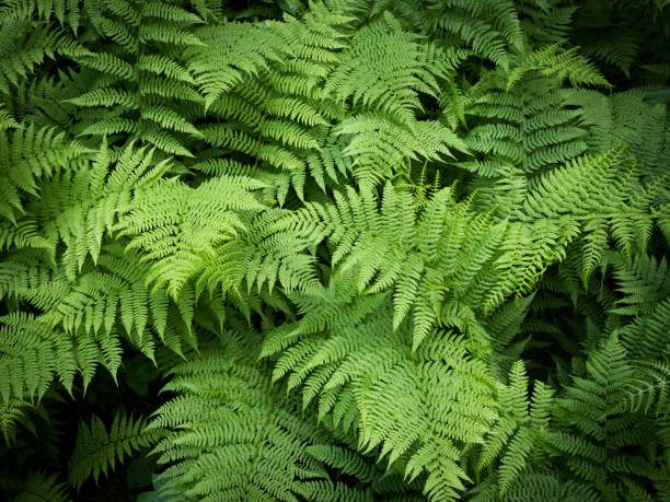 jardins com pegada afetiva
