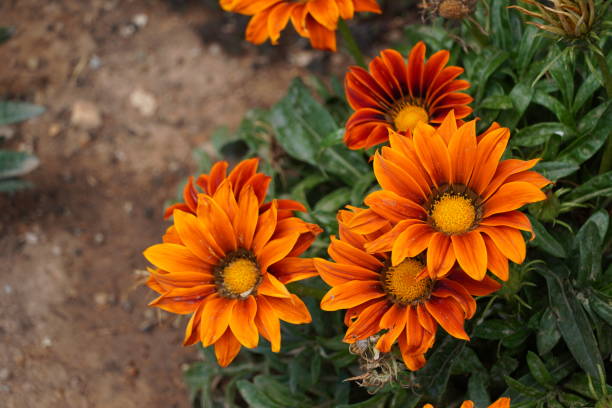 flores para o verão