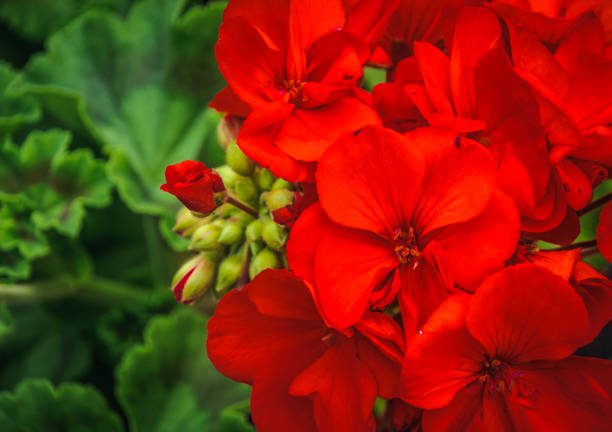 flores para o verão