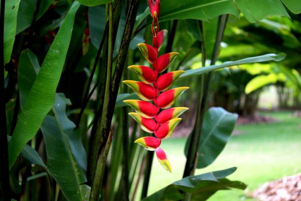 jardins tropicais