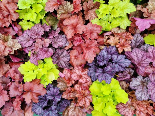 tendências de decoração de jardim para o inverno